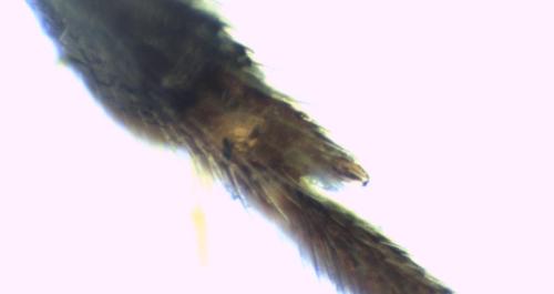 Nomada distinguenda